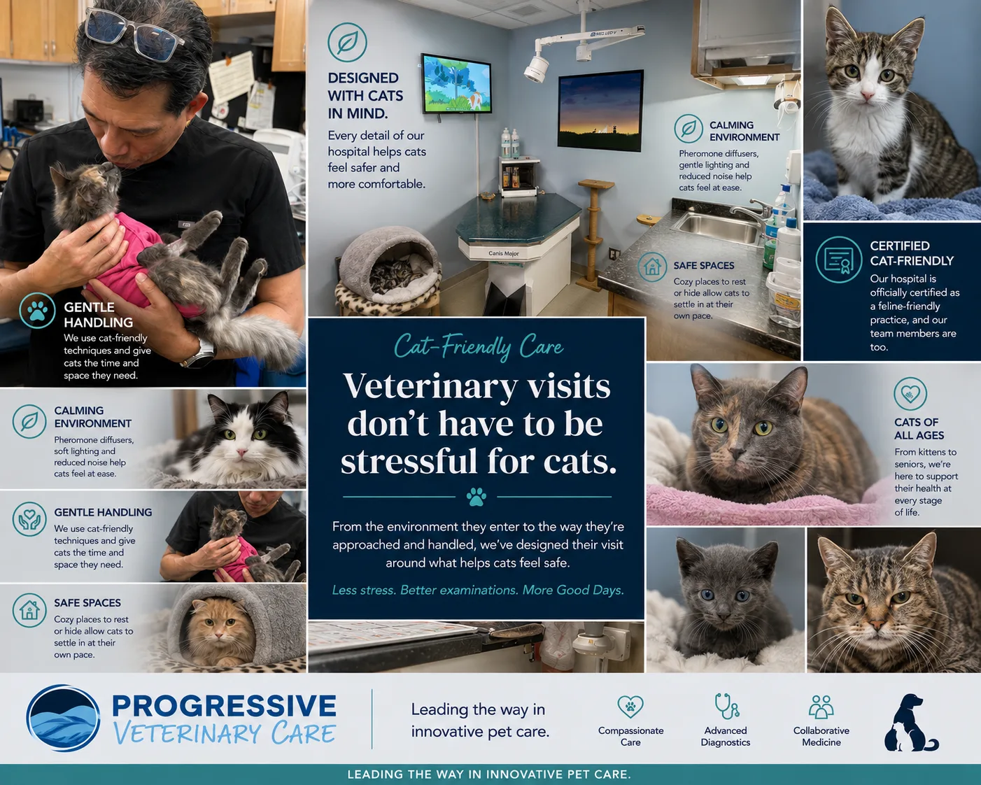 Cat-friendly care at Progressive Veterinary Care — gentle handling, calming exam spaces and a certified feline-friendly hospital