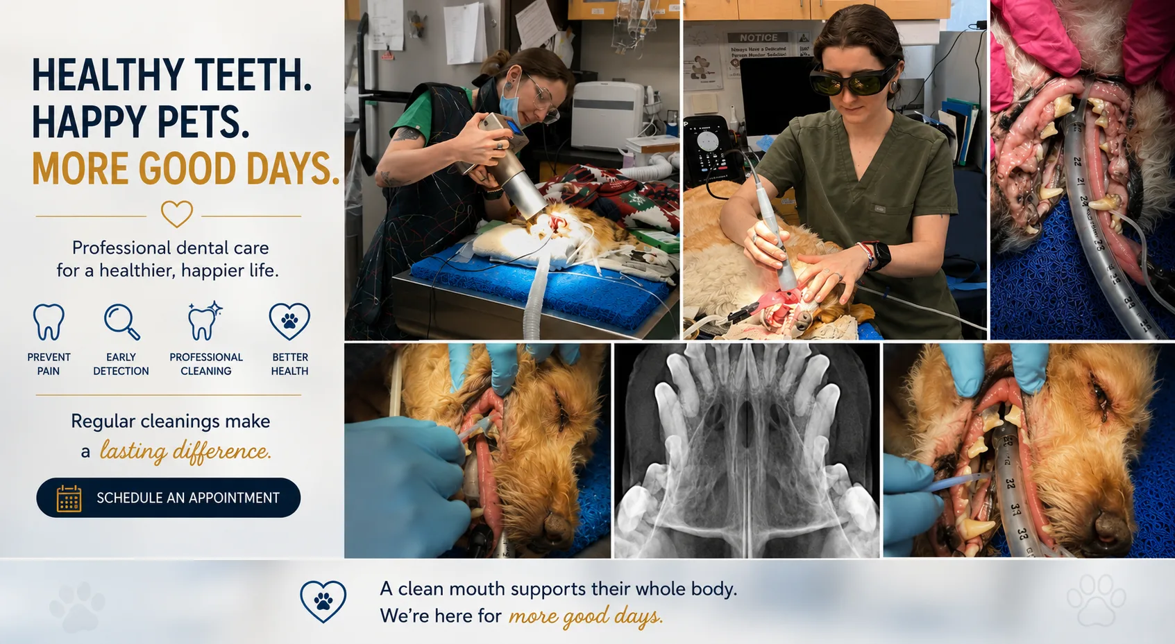 Dentistry at Progressive Veterinary Care — professional cleanings, dental X-rays and oral care under anesthesia