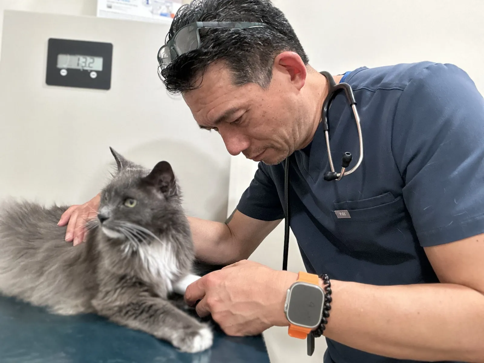 Dr. Michael Tokiwa examining a cat