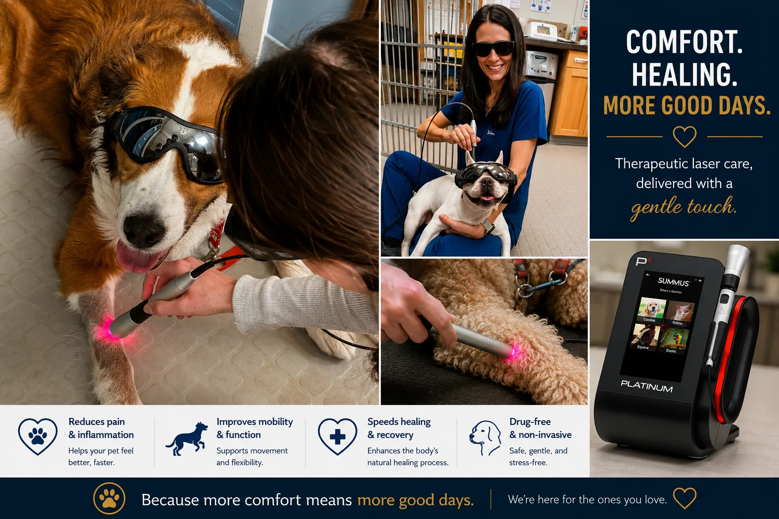 Therapeutic laser at Progressive Veterinary Care — dogs receiving gentle laser treatment for pain relief, mobility and healing